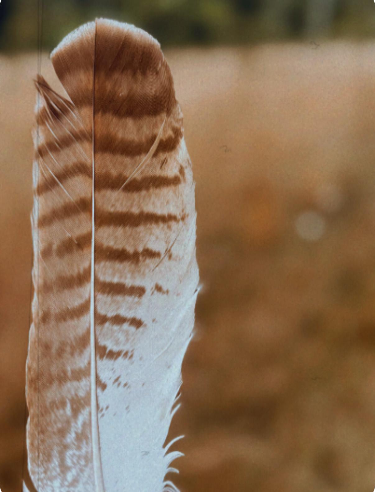 feather for grief blog